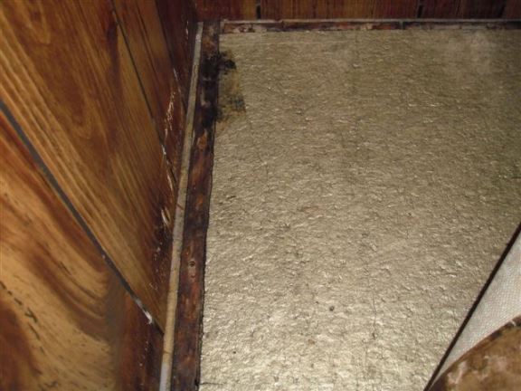 Evidence of leakage, mold and rot on carpet nailing strip in basement.